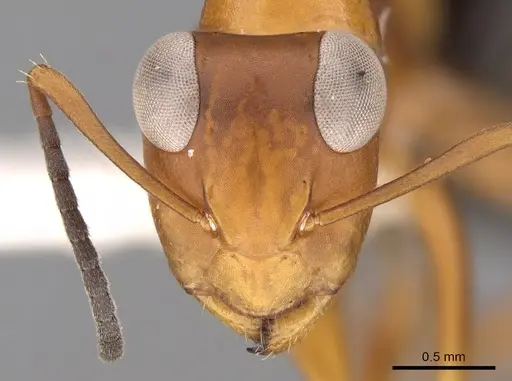 Opisthopsis haddoni specimen CASENT0281147 image casent0281147_2