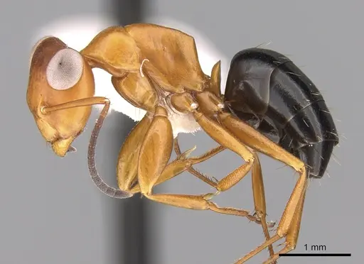 Opisthopsis haddoni specimen CASENT0281147 image casent0281147_3