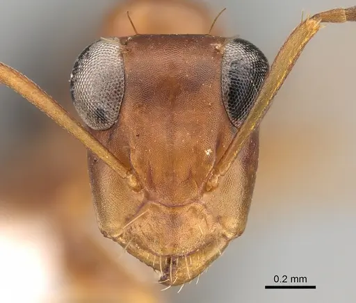 Opisthopsis haddoni specimen CASENT0887763 image casent0887763_2
