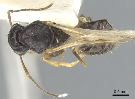 Opisthopsis haddoni specimen CASENT0903476 image casent0903476_1