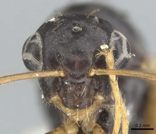 Opisthopsis haddoni specimen CASENT0903476 image casent0903476_2