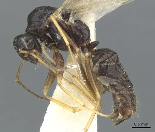 Opisthopsis haddoni specimen CASENT0903476 image casent0903476_3