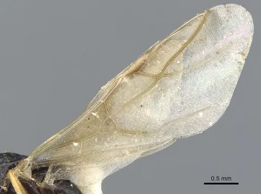 Opisthopsis haddoni specimen CASENT0903476 image casent0903476_4