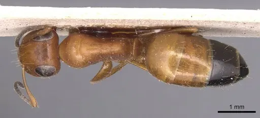 Opisthopsis haddoni specimen CASENT0905178 image casent0905178_1