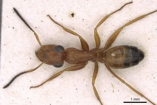 Opisthopsis haddoni specimen CASENT0906852 image casent0906852_1