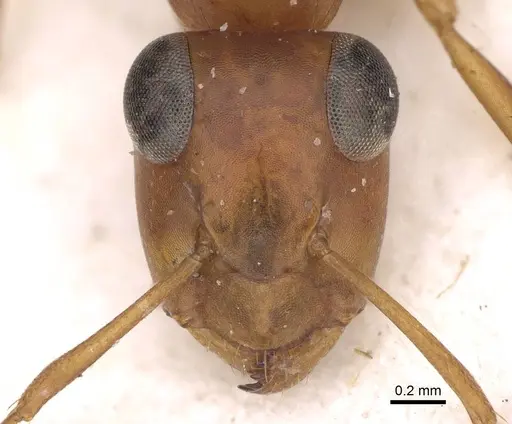 Opisthopsis haddoni specimen CASENT0906852 image casent0906852_2