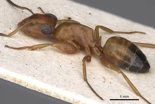 Opisthopsis haddoni specimen CASENT0906852 image casent0906852_3