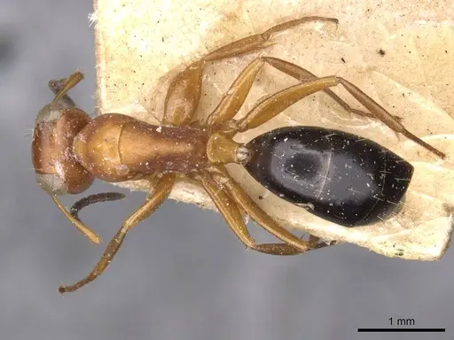 Opisthopsis haddoni specimen CASENT0909942 image casent0909942_1