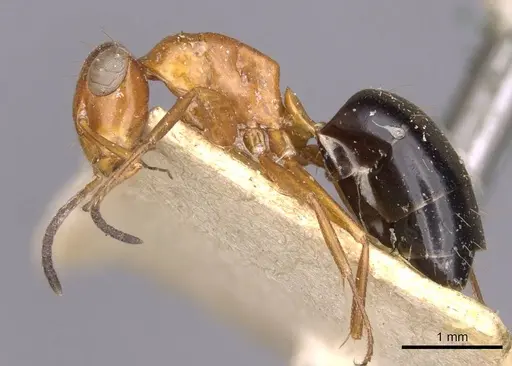 Opisthopsis haddoni specimen CASENT0909942 image casent0909942_3