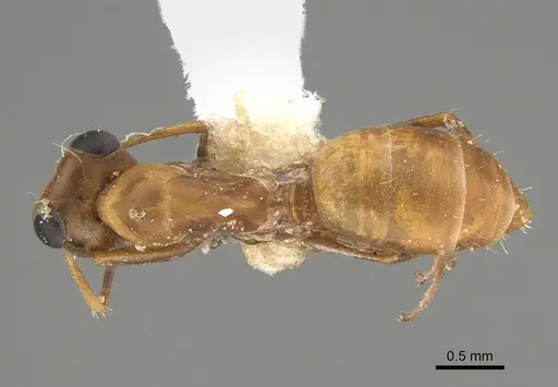 Opisthopsis linnaei specimen CASENT0887762 image casent0887762_1