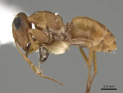 Opisthopsis linnaei specimen CASENT0887762 image casent0887762_3