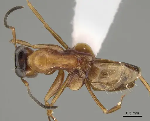 Opisthopsis linnaei specimen CASENT0887764 image casent0887764_1