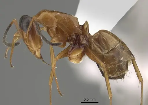Opisthopsis linnaei specimen CASENT0887764 image casent0887764_3