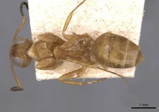 Opisthopsis linnaei specimen CASENT0909943 image casent0909943_1