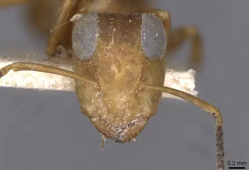 Opisthopsis linnaei specimen CASENT0909943 image casent0909943_2