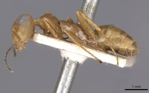 Opisthopsis linnaei specimen CASENT0909943 image casent0909943_3