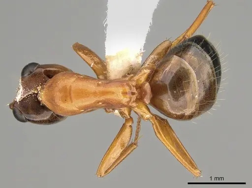 Opisthopsis major specimen CASENT0887761 image casent0887761_1