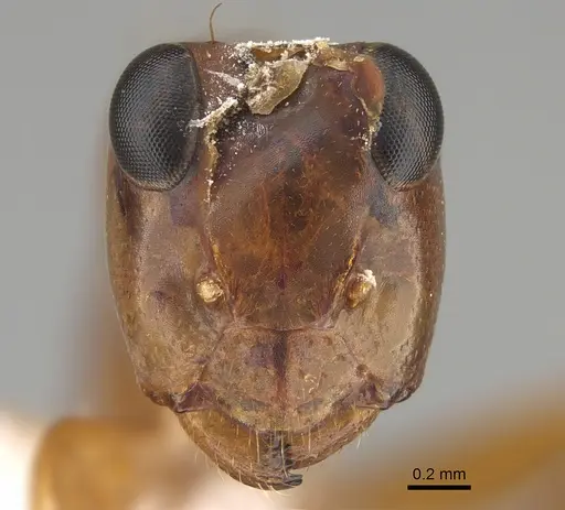 Opisthopsis major specimen CASENT0887761 image casent0887761_2