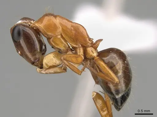Opisthopsis major specimen CASENT0887761 image casent0887761_3