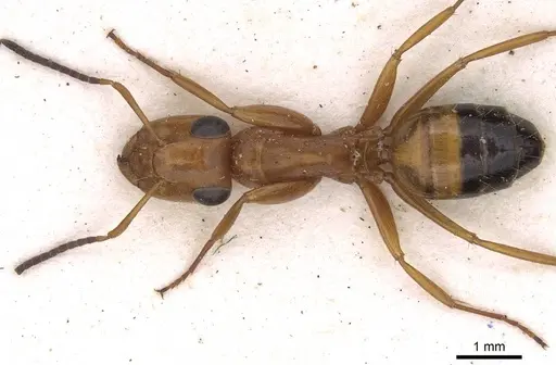 Opisthopsis major specimen CASENT0906850 image casent0906850_1