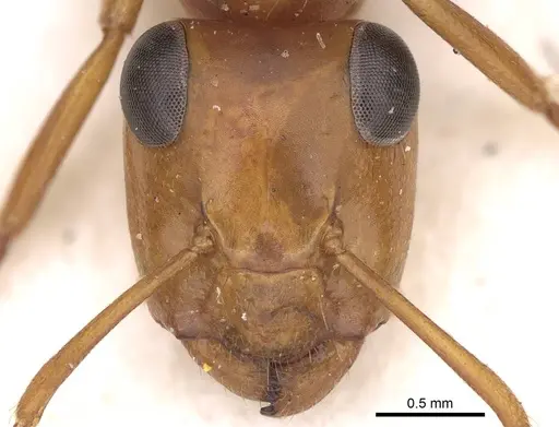Opisthopsis major specimen CASENT0906850 image casent0906850_2