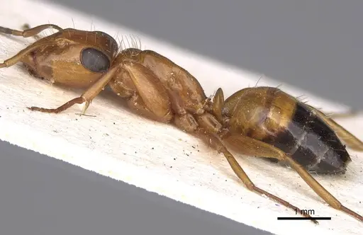 Opisthopsis major specimen CASENT0906850 image casent0906850_3