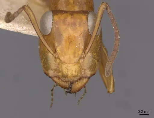 Opisthopsis major specimen CASENT0909944 image casent0909944_2