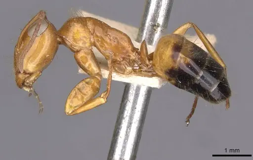 Opisthopsis major specimen CASENT0909944 image casent0909944_3