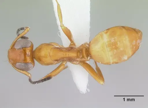 Opisthopsis manni specimen CASENT0178501 image casent0178501_1