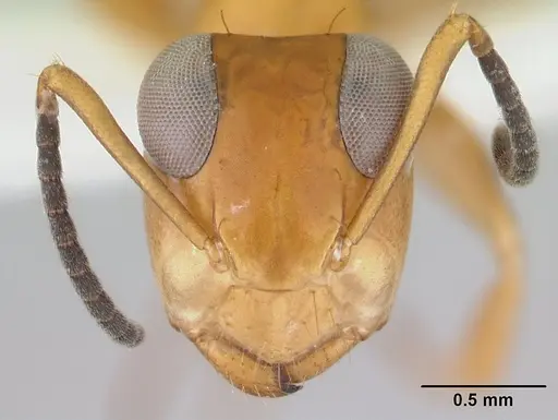 Opisthopsis manni specimen CASENT0178501 image casent0178501_2
