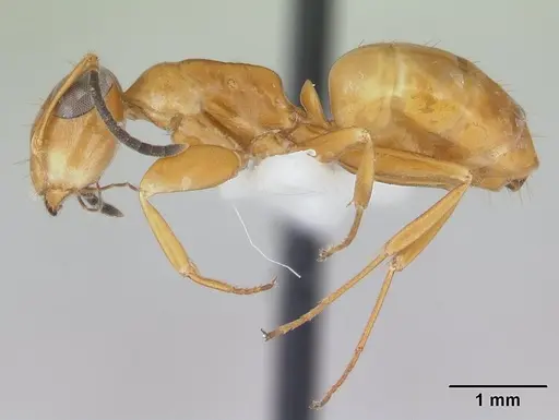 Opisthopsis manni specimen CASENT0178501 image casent0178501_3