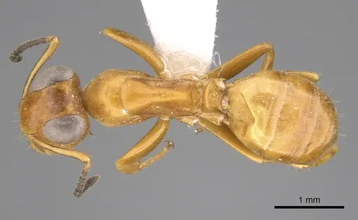 Opisthopsis manni specimen CASENT0281143 image casent0281143_1