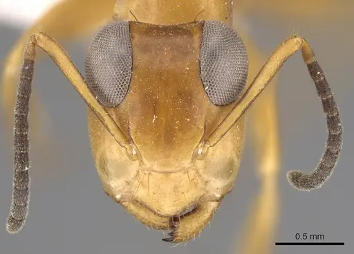 Opisthopsis manni specimen CASENT0281143 image casent0281143_2