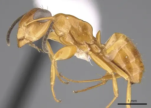 Opisthopsis manni specimen CASENT0281143 image casent0281143_3