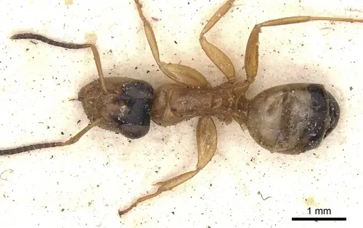 Opisthopsis panops specimen CASENT0901886 image casent0901886_1