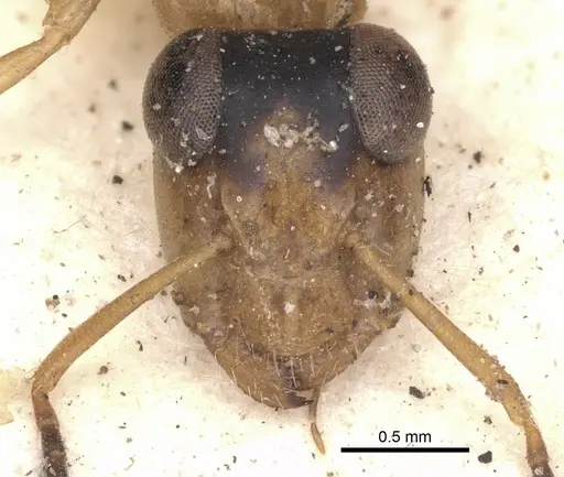 Opisthopsis panops specimen CASENT0901886 image casent0901886_2