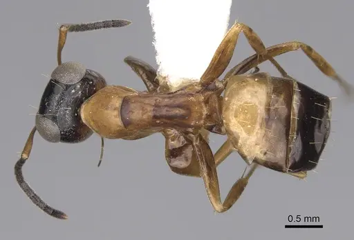 Opisthopsis panops specimen CASENT0906851 image casent0906851_1