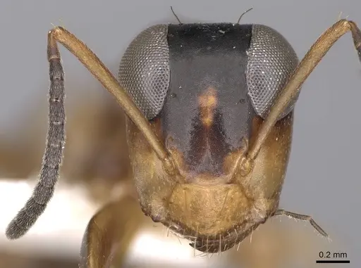 Opisthopsis panops specimen CASENT0906851 image casent0906851_2
