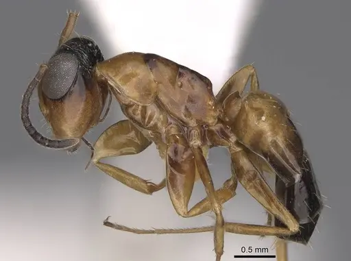 Opisthopsis panops specimen CASENT0906851 image casent0906851_3