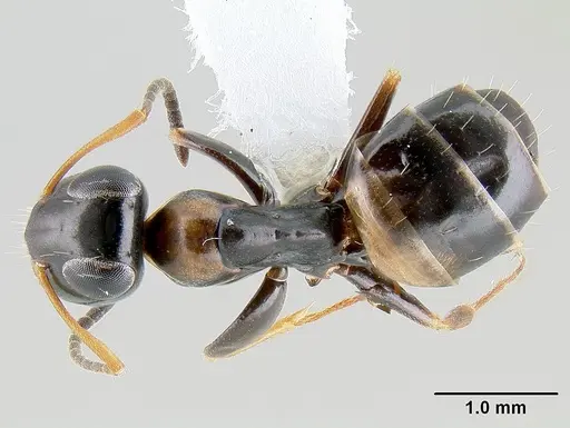 Opisthopsis respiciens specimen CASENT0106020 image casent0106020_1