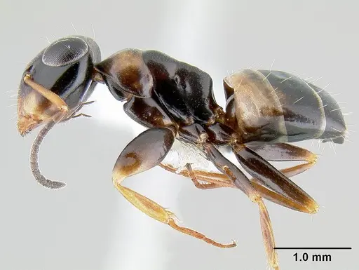 Opisthopsis respiciens specimen CASENT0106020 image casent0106020_3