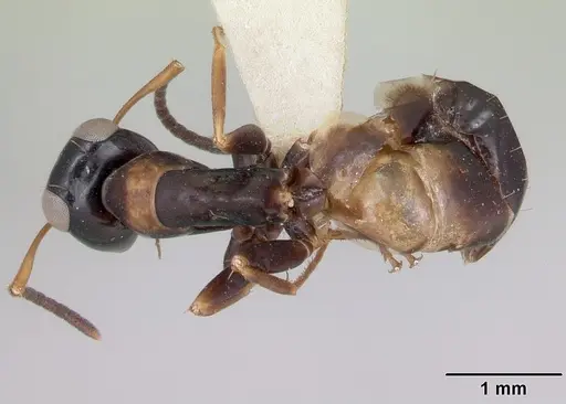 Opisthopsis respiciens specimen CASENT0173607 image casent0173607_1