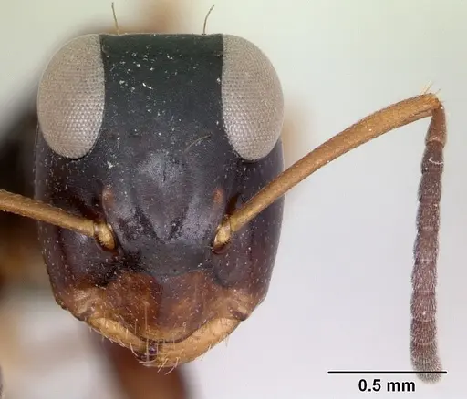 Opisthopsis respiciens specimen CASENT0173607 image casent0173607_2