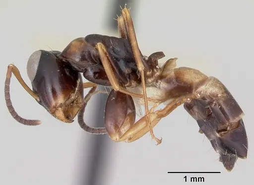 Opisthopsis respiciens specimen CASENT0173607 image casent0173607_3