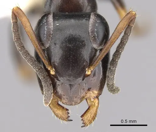 Opisthopsis respiciens specimen CASENT0281145 image casent0281145_2
