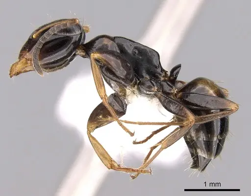 Opisthopsis respiciens specimen CASENT0281145 image casent0281145_3