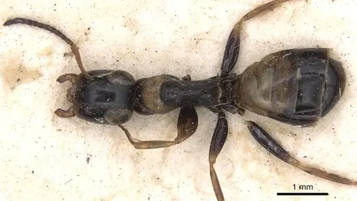 Opisthopsis respiciens specimen CASENT0901887 image casent0901887_1