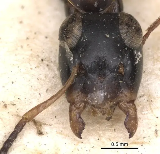 Opisthopsis respiciens specimen CASENT0901887 image casent0901887_2