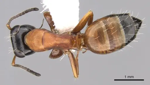 Opisthopsis rufithorax specimen CASENT0281146 image casent0281146_1