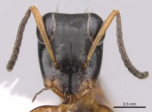 Opisthopsis rufithorax specimen CASENT0281146 image casent0281146_2
